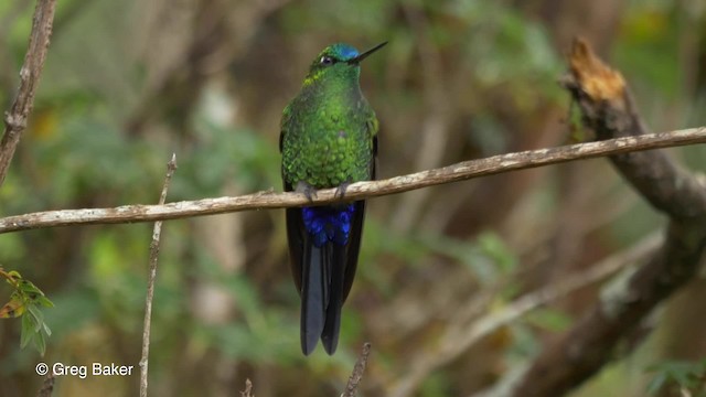 Sapphire-vented Puffleg (Sapphire-vented) - ML201807191