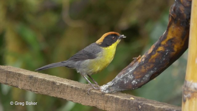 Atlapetes Pechiamarillo (grupo latinuchus) - ML201807301