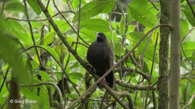 Andean Guan - ML201807311