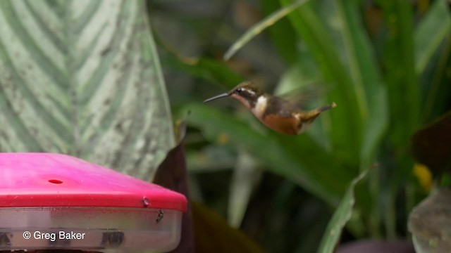 Colibrí de Mitchell - ML201807331