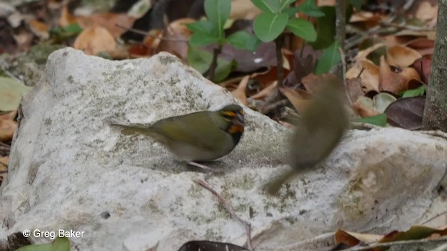 Yellow-faced Grassquit - ML201807341