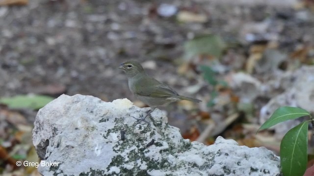 Yellow-faced Grassquit - ML201807351