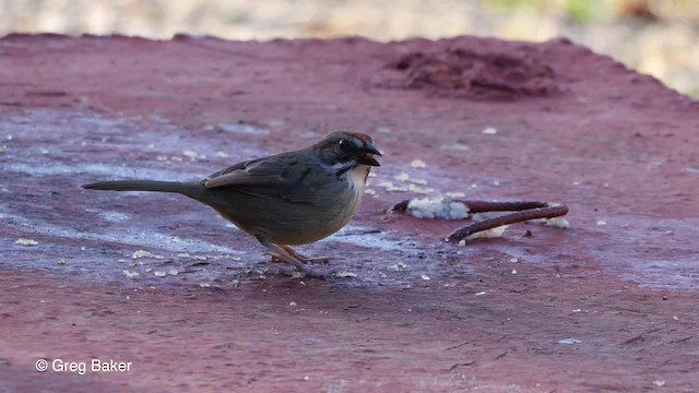 キューバシトド - ML201807361