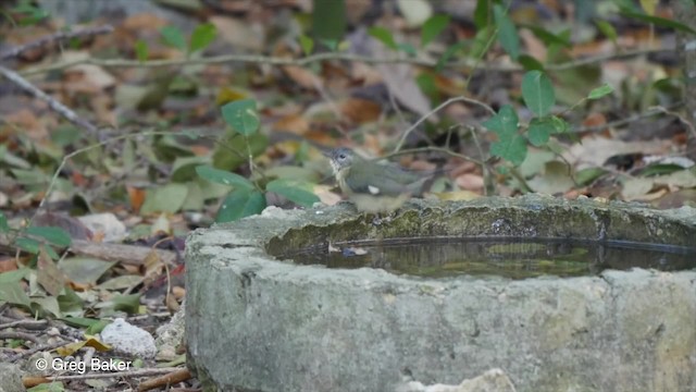 Black-throated Blue Warbler - ML201807391