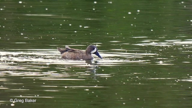 Blue-winged Teal - ML201807411