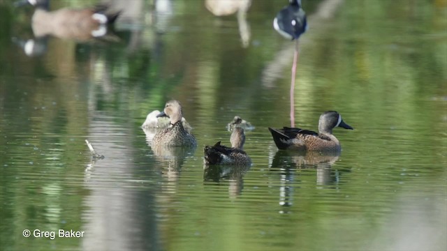 Sarcelle à ailes bleues - ML201807421