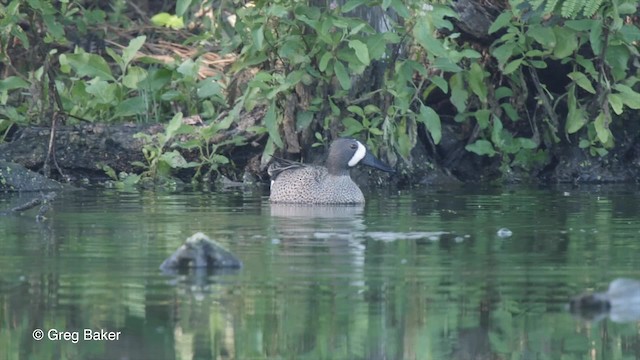 Blue-winged Teal - ML201807431