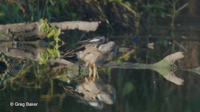 Sarcelle à ailes bleues - ML201807441