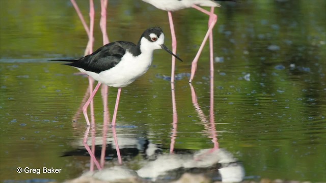 Black-necked Stilt (Black-necked) - ML201807471