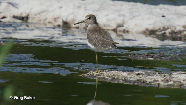 vodouš samotářský (ssp. solitaria) - ML201807501