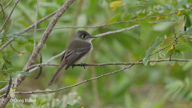 Cuban Pewee - ML201807521