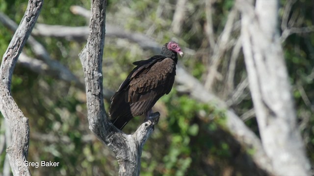 kondor krocanovitý (ssp. aura/septentrionalis) - ML201807551