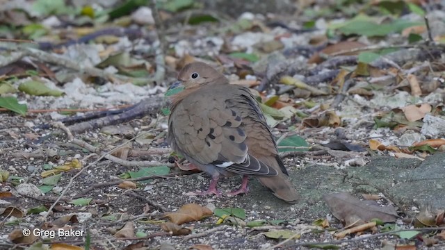 Zenaida Dove - ML201807561