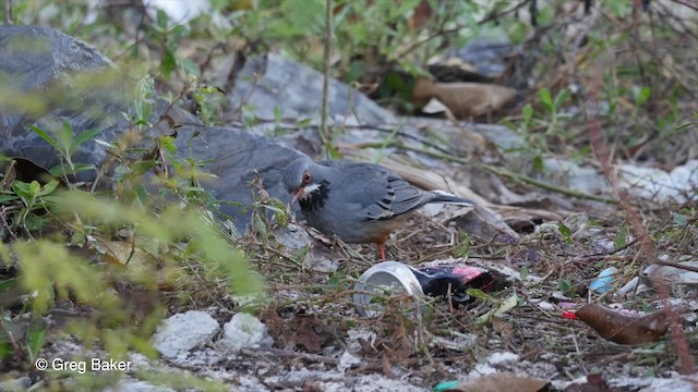 Red-legged Thrush (Cuban) - ML201807571