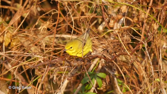 Prairie Warbler - ML201807581