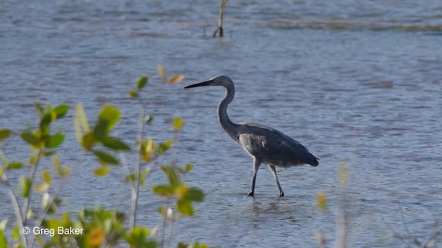 Reddish Egret - ML201807651