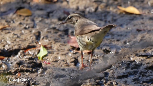 Northern Waterthrush - ML201807661