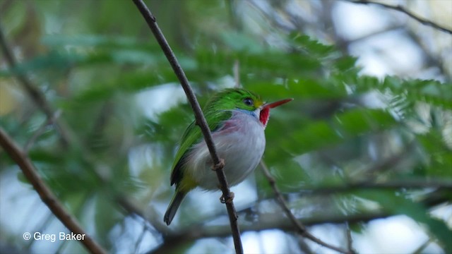 Cuban Tody - ML201807691