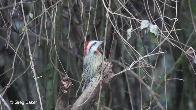 Cuban Green Woodpecker - ML201807701