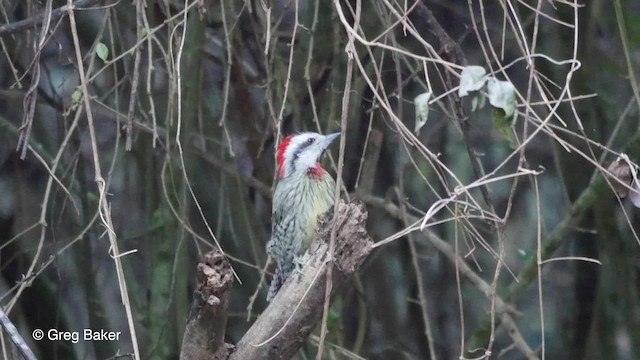 Carpintero Tajá - ML201807701