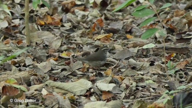 キタミズツグミ - ML201807721