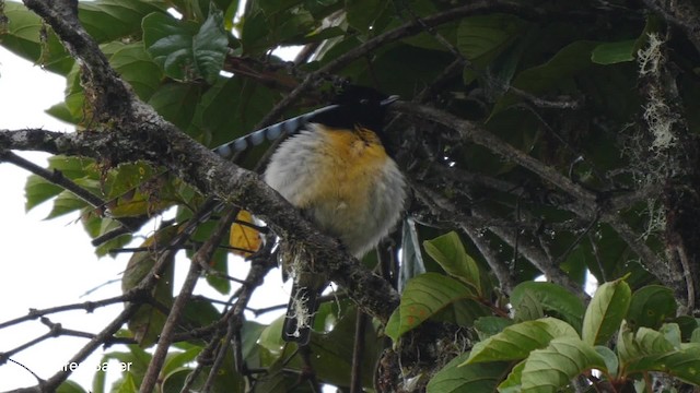 King-of-Saxony Bird-of-Paradise - ML201807781