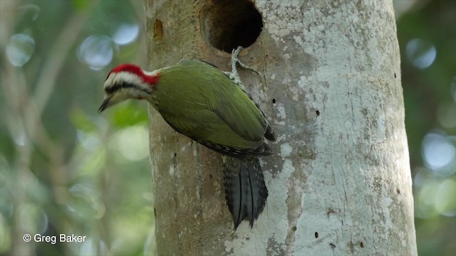 Cuban Green Woodpecker - ML201807801