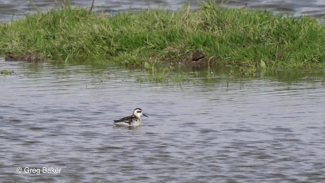 Phalarope à bec étroit - ML201807871