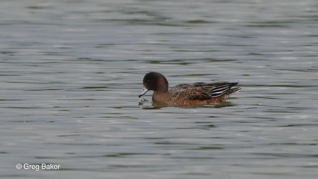 Eurasian Wigeon - ML201807891