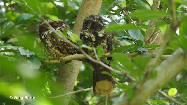 Cuban Nightjar - ML201807901