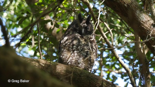 Hibou maître-bois - ML201807911