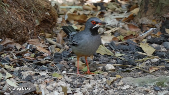 Western Red-legged Thrush (Rusty-bellied) - ML201807941