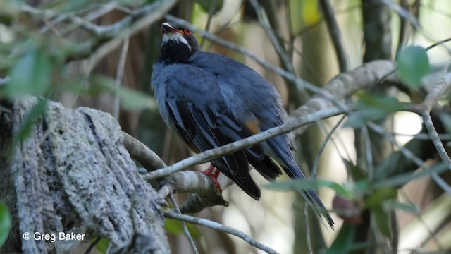 Western Red-legged Thrush (Rusty-bellied) - ML201807951