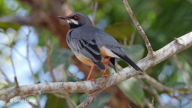 Western Red-legged Thrush (Rusty-bellied) - ML201807961