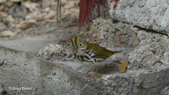 Ovenbird - ML201807971