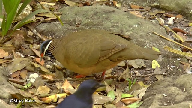 Blue-headed Quail-Dove - ML201807981