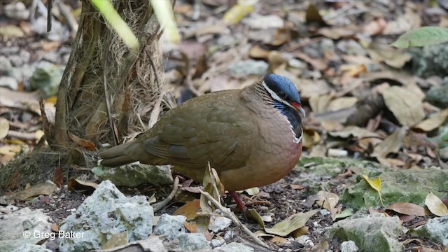 Blue-headed Quail-Dove - ML201807991