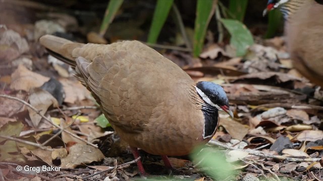 Blue-headed Quail-Dove - ML201808001