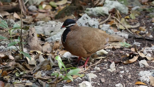 Blue-headed Quail-Dove - ML201808011