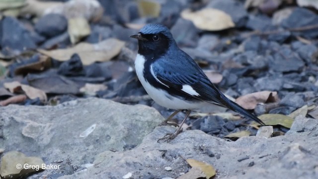 Black-throated Blue Warbler - ML201808021