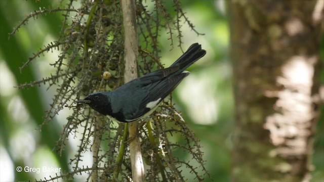 Black-throated Blue Warbler - ML201808031