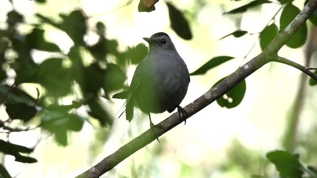 Gray Catbird - ML201808051