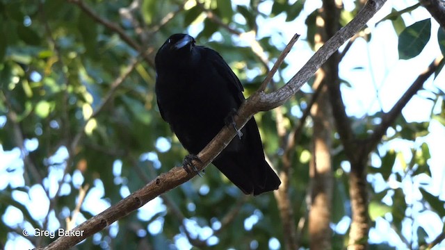 Cuban Crow - ML201808061