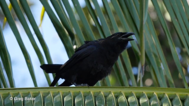 Cuban Crow - ML201808071