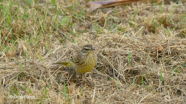 Palm Warbler (Western) - ML201808081