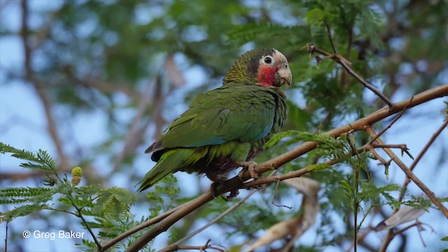 Kubaamazone (leucocephala) - ML201808101