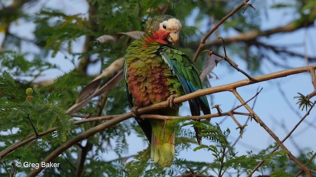 サクラボウシインコ（leucocephala） - ML201808111