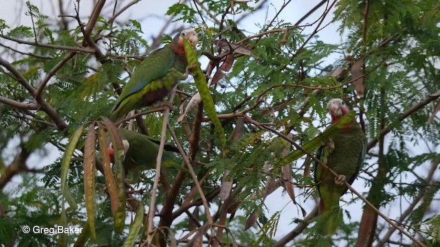 kubaamazon (leucocephala) - ML201808121