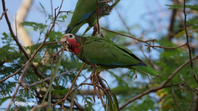 Küba Amazonu (leucocephala) - ML201808131