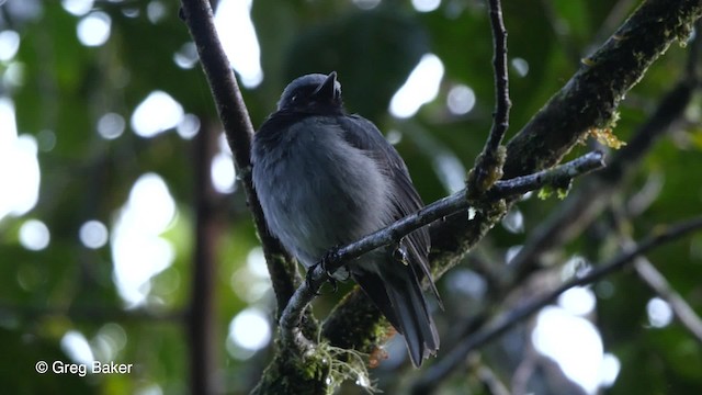 Petroica Gorjinegra - ML201808151